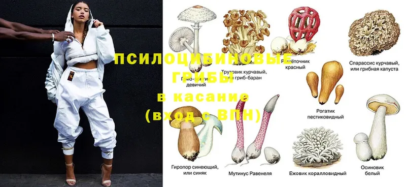 купить  сайты  Голицыно  мориарти телеграм  Псилоцибиновые грибы Cubensis 